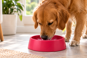 HOWND Antibacterial HERO Bowl – Hondenvoer- & Drinkbak - productafbeelding 5
